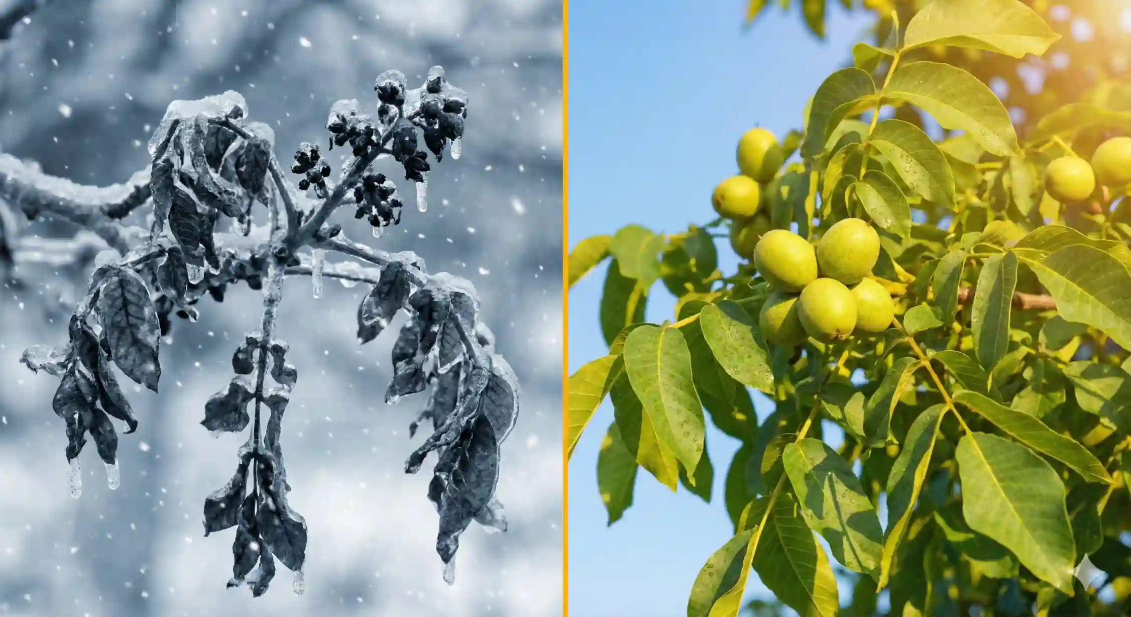 مقایسه تصویری شاخه یخ‌زده گردوی سنتی در برابر شاخه مقاوم و سالم گردو ژنوتیپ در بهار.