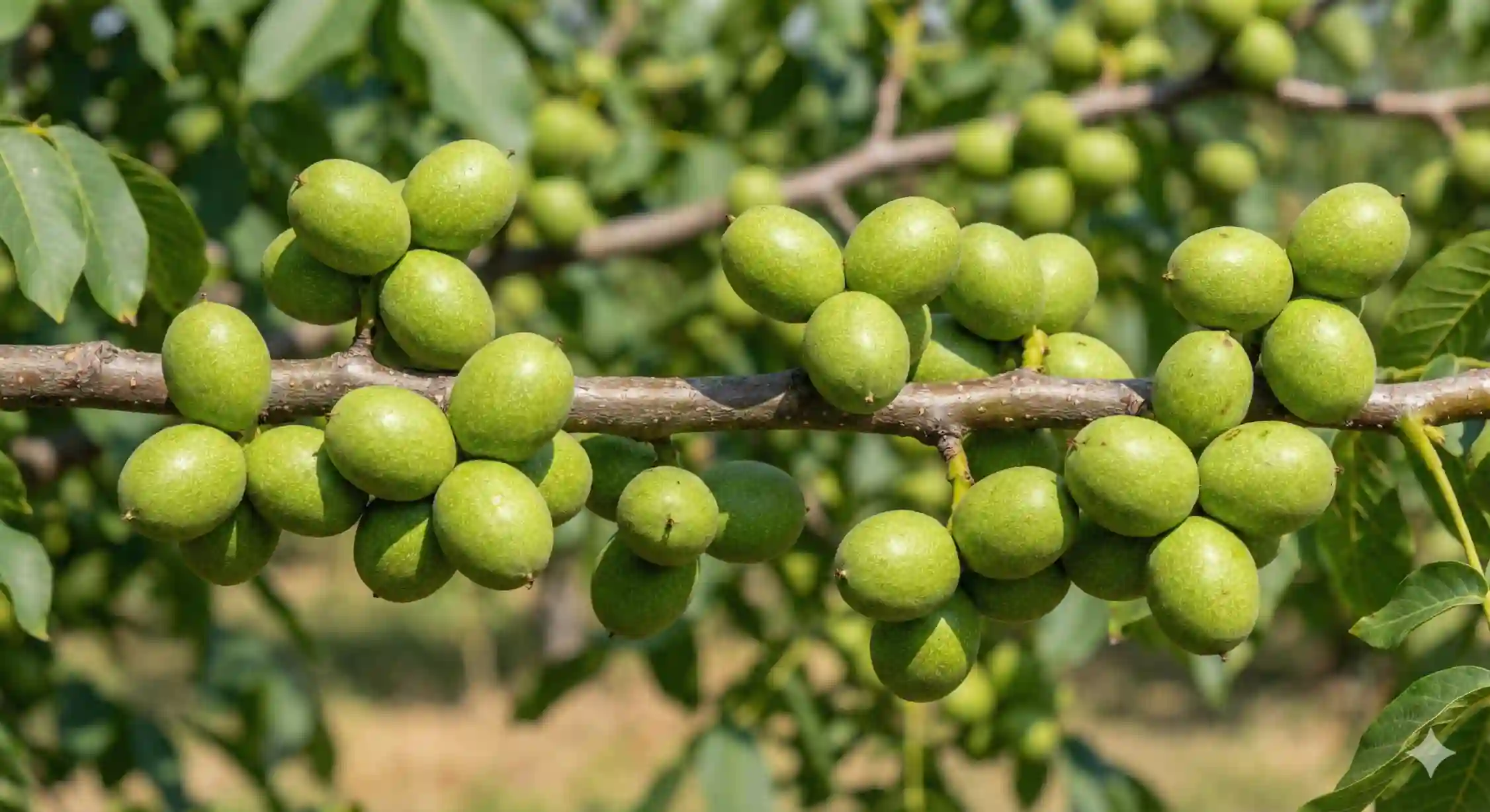 ویژگی باردهی جانبی در گردو ژنوتیپ و تراکم محصول روی شاخه