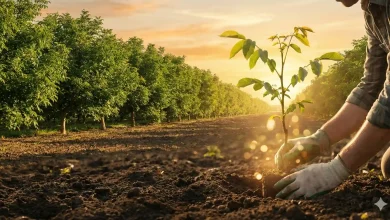 "سرمایه گذاری روی طلای سبز؛ راهنمای جامع صفر تا صد کاشت نهال گردو با سود تضمینی"